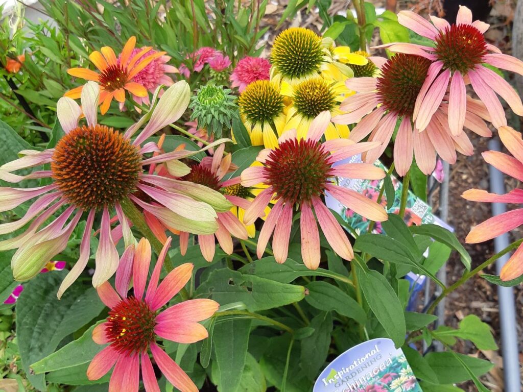 Echinacea flowers in an array of colours - yellow, orange pink and ombre
