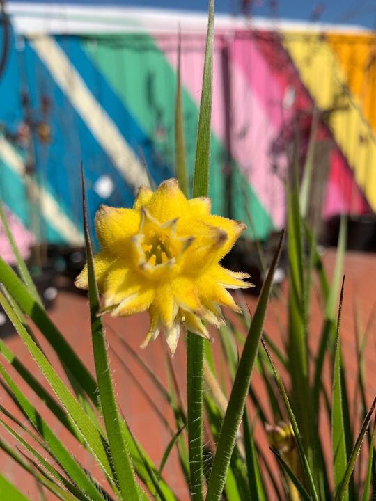 yellow conostylis flower