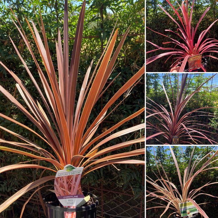 Cordylines - strappy foliage from cream to pink to burgandy