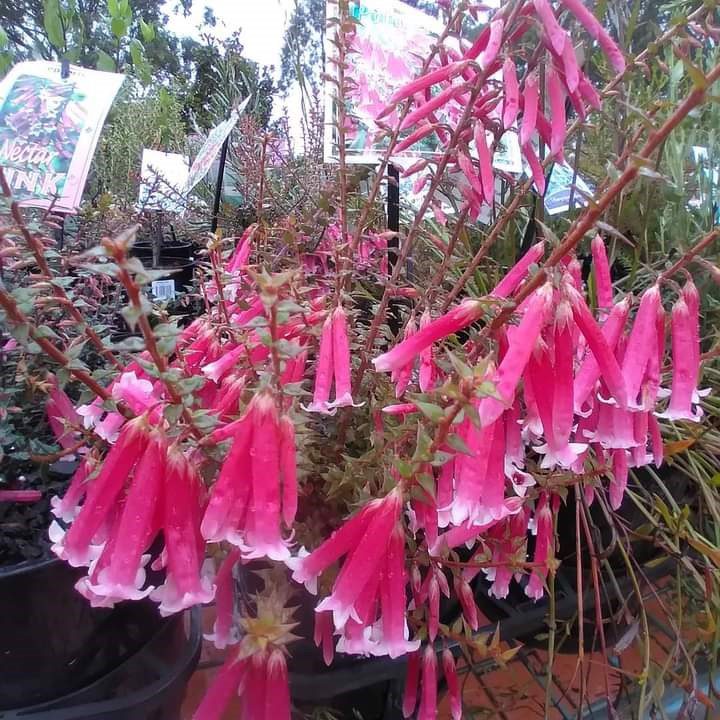 pink epacris flower