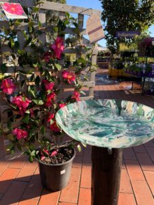 Gum leaf inspired glass birdbath with deep pink flowered espalliered camellia
