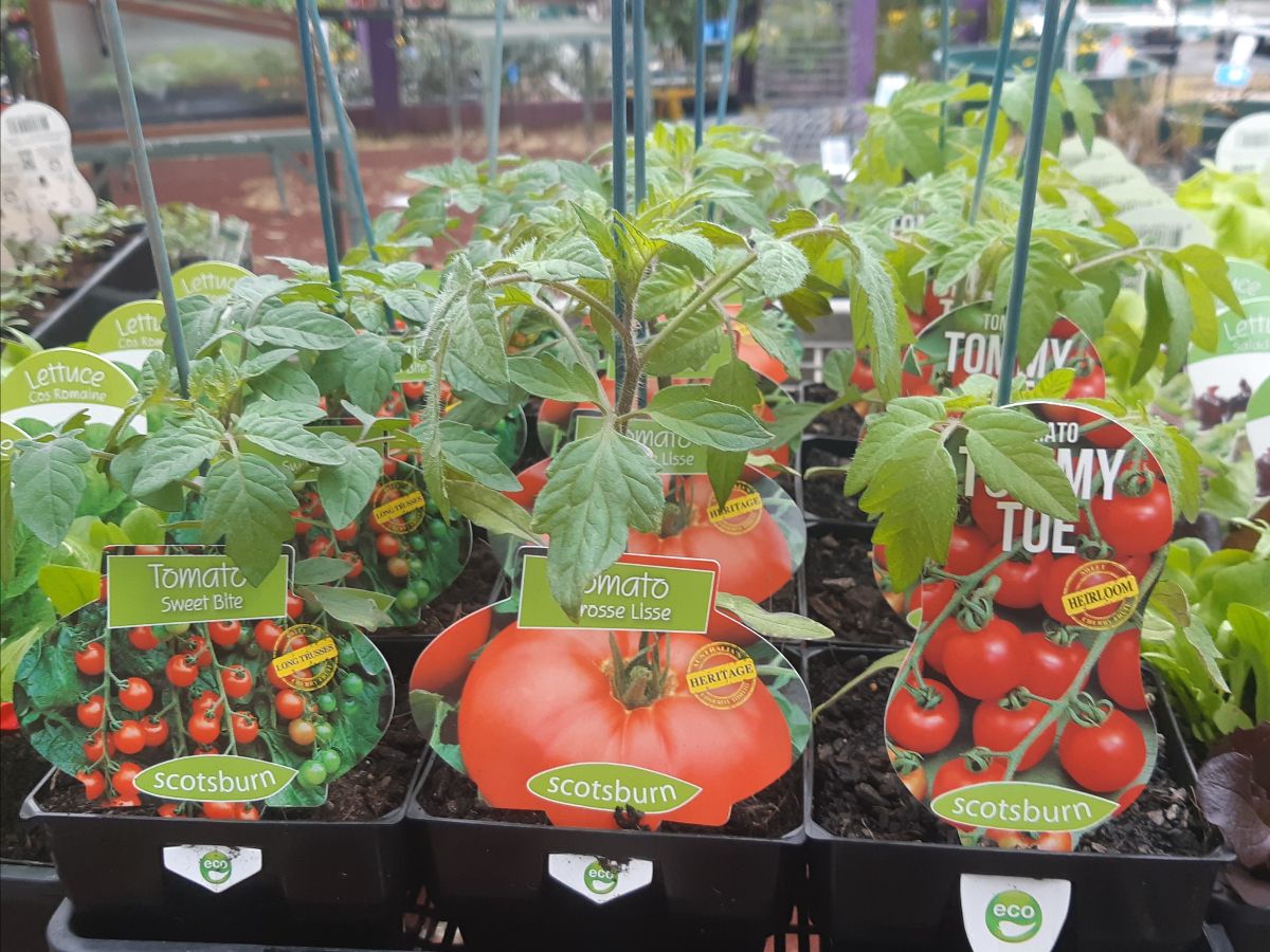 Tomatoes 🍅 – WHERE KEEN GARDENERS SHOP – DIVERSE RANGE OF PLANTS ...